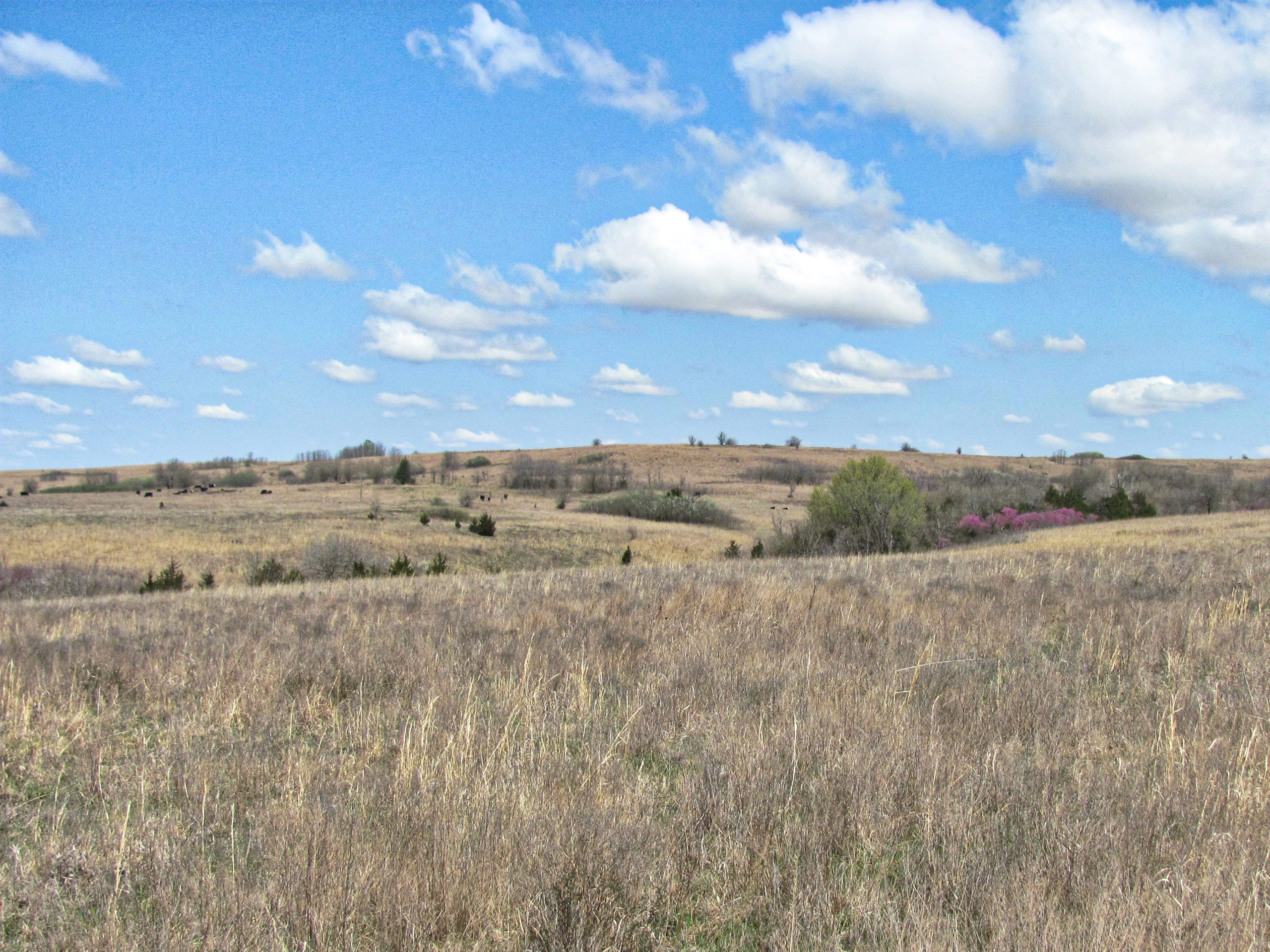 Day Property- SOLD | Cross Timbers Land